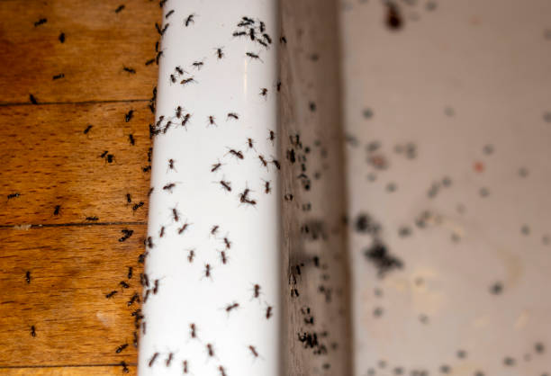 Best Pest Removal Services  in Zephyrhills West, FL