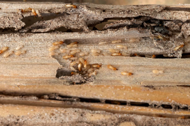 Best Residential Pest Control  in Zephyrhills West, FL