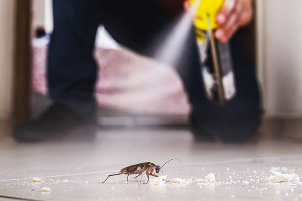 Best Bed Bug Extermination  in Zephyrhills West, FL